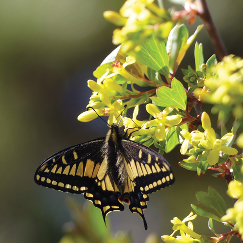Golden Currant: Pollinators Can’t Resist This Drought-Tolerant Native Shrub