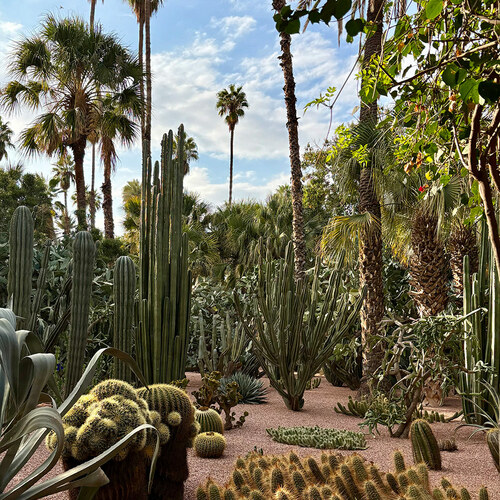 GPOD on the Road: Jardin Majorelle