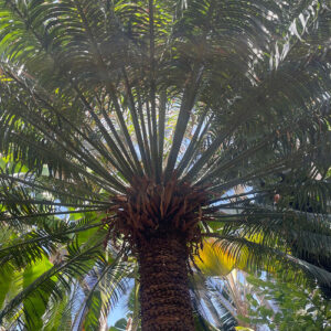 GPOD on the Road: Denver Botanic Garden Conservatory