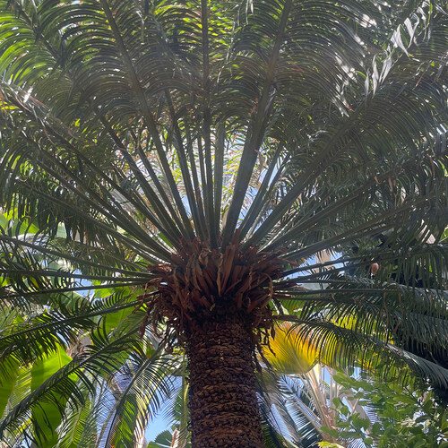 GPOD on the Road: Denver Botanic Garden Conservatory