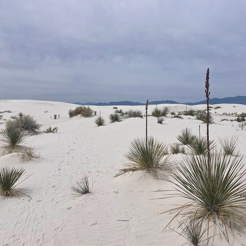 GPOD on the Road: Spring at White Sands National Park