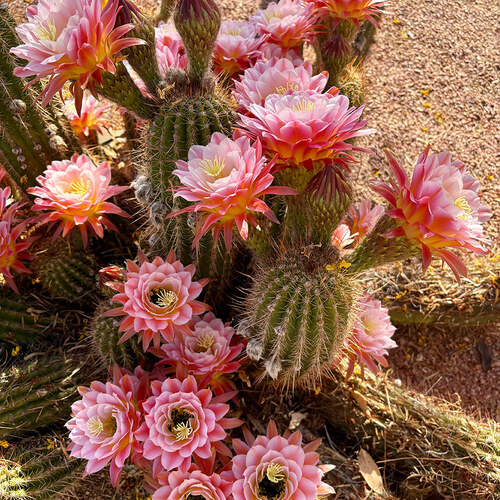 Karen’s Cacti in New Mexico