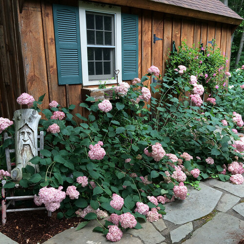 Jeffrey’s Colorful Connecticut Garden – Fine Gardening