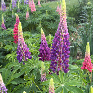 More Bright Blooms from Marty’s Minnesota Garden