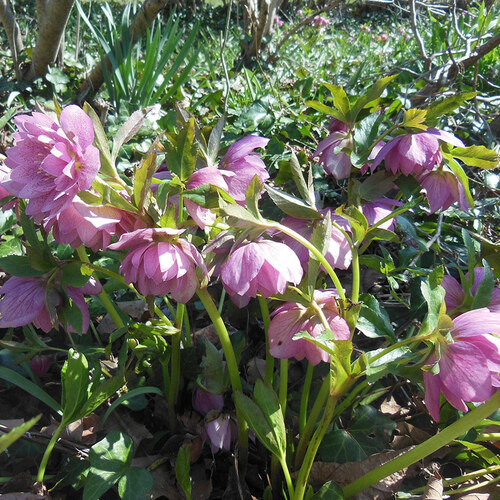 Early Spring Blooms in Nancy’s Massachusetts Garden