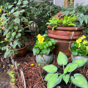 Steve’s Atlanta Woodland Garden in the Making, Part 2
