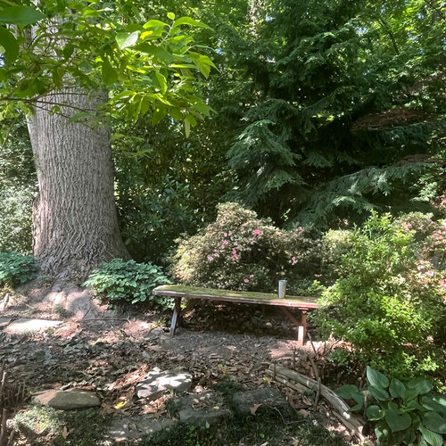 Steve’s Atlanta Woodland Garden in the Making, Part 1