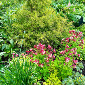 Fran’s Spring Garden Flowers on Martha’s Vineyard