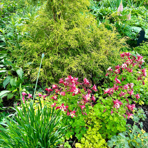 Fran’s Spring Garden Flowers on Martha’s Vineyard