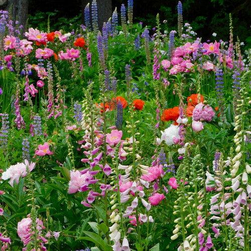 Heidi’s Late May Garden in Connecticut