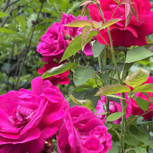 Carla’s Collection of Roses in Pennsylvania