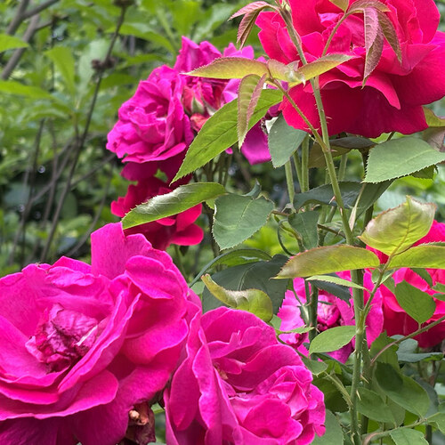Carla’s Collection of Roses in Pennsylvania