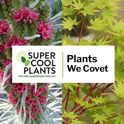 Super Cool Plants Episode 3: Plants We Covet 