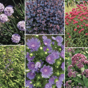 Best New Perennials from Chicago Botanic Garden Plant Trials