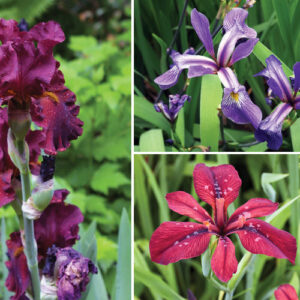 16 Native Perennial Alternatives for Common Garden Plants