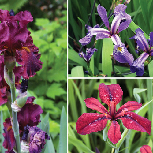 16 Native Perennial Alternatives for Common Garden Plants
