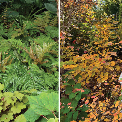 Perennials That Grow in Shade: 6 Plants with Multiseason Appeal