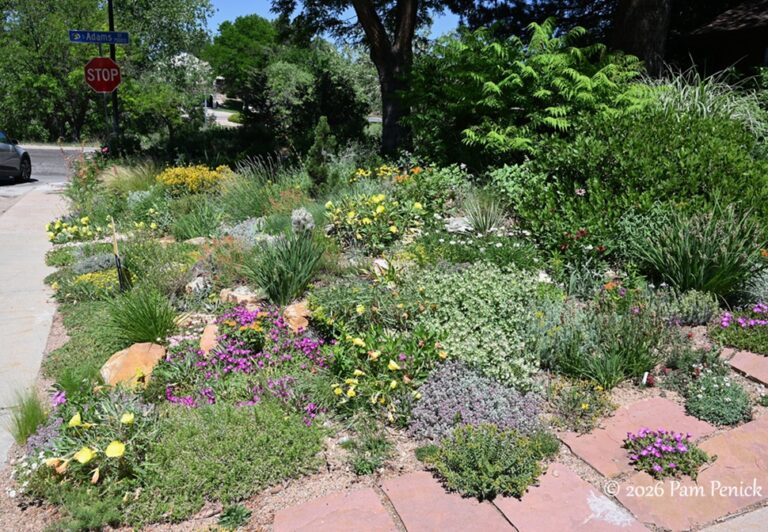 Keith Funk’s rock garden under the pines