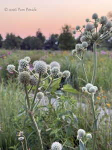 Meadow garden in Washington Park’s Mount Vernon Garden