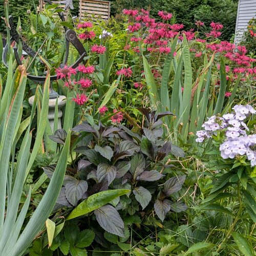 Christine’s Garden Mistakes – Fine Gardening
