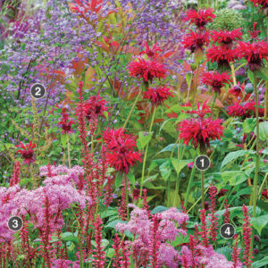 Favorite Plant Combinations to Inspire