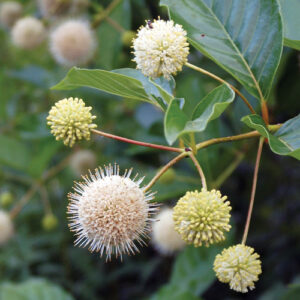 Native Shrub Alternatives to Overused Plants in the Midwest
