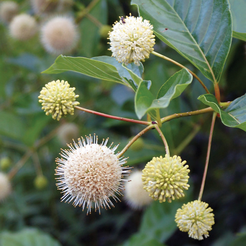 Native Shrub Alternatives to Overused Plants in the Midwest