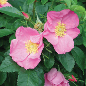 Native Shrub Alternatives to Overused Plants in the Northeast