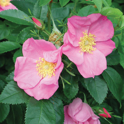 Native Shrub Alternatives to Overused Plants in the Northeast