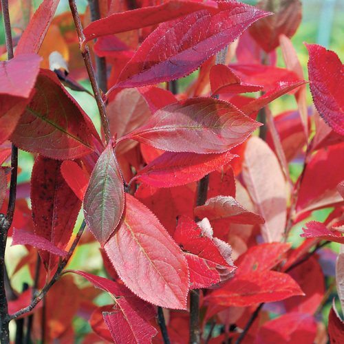 Native Shrub Alternatives to Overused Plants in the Mid-Atlantic