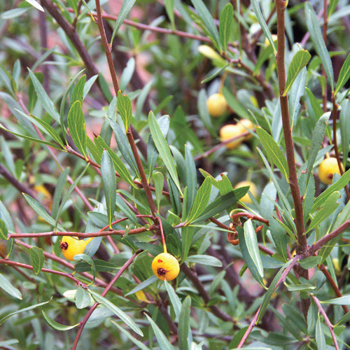 Native Shrub Alternatives to Overused Plants in the Mountain West