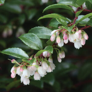 Native Shrub Alternatives to Overused Plants in the Pacific Northwest