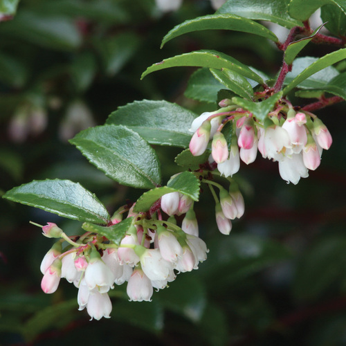 Native Shrub Alternatives to Overused Plants in the Pacific Northwest