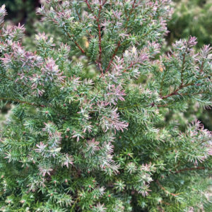 Native Shrub Alternatives to Overused Plants in the Southeast