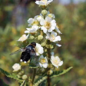 Native Shrub Alternatives to Overused Plants in the Southwest