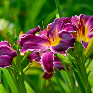 Favorite Photos of Summer Gardens: A GPOD Reader Roundup