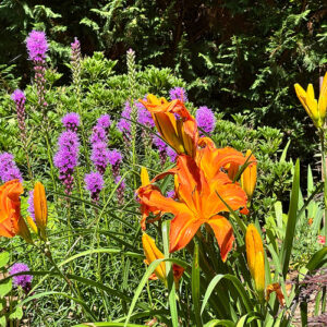 Gail’s Daylilies in North Carolina