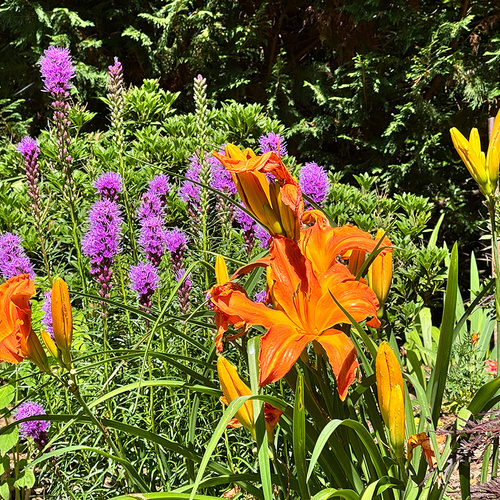 Gail’s Daylilies in North Carolina