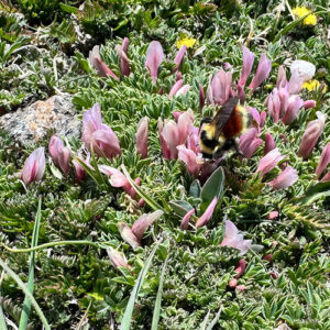 GPOD on the Road: Wildflowers at Rocky Mountain National Park