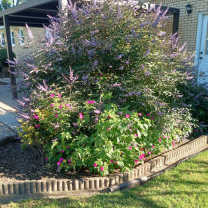 Johanna’s Garden in South Carolina So Far this Year