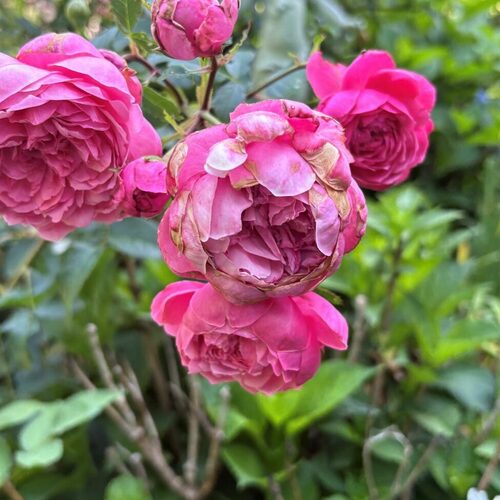 Midsummer Blooms in Carla’s Pennsylvania Garden