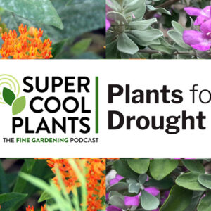 Episode 4: Plants for Drought