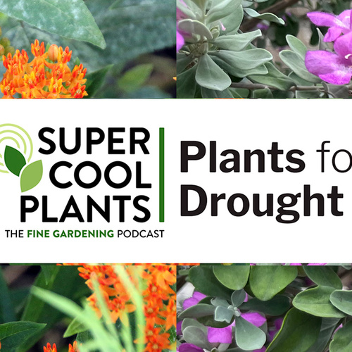 Episode 4: Plants for Drought
