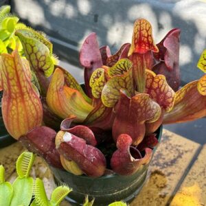 A Maine Collector’s Garden with a Bite