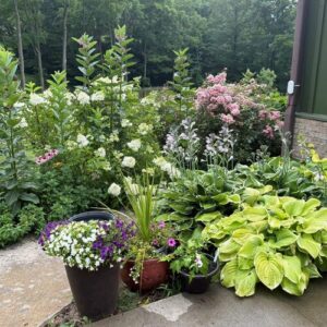 Janice’s Zone 7 Mountain Garden