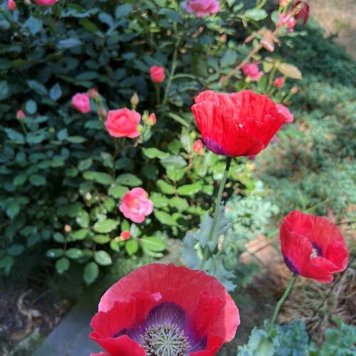 Berri’s Atlanta Shade Garden – Fine Gardening