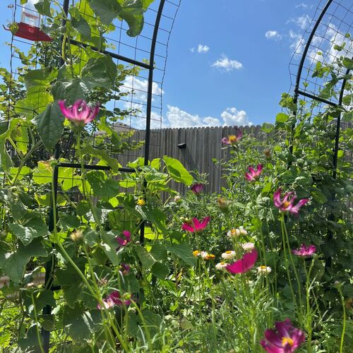 Janelle’s Heat-Tolerant Oklahoma Garden – Fine Gardening