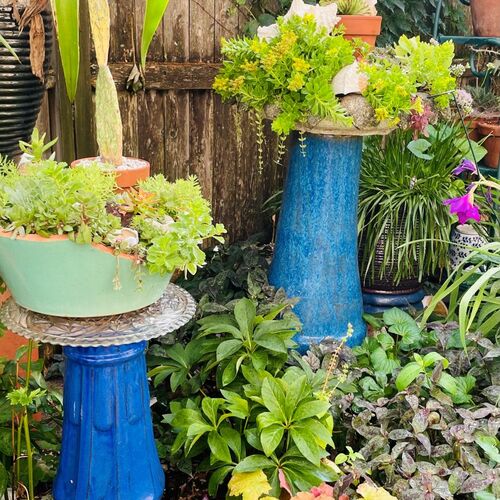 Asha’s Playful Philadelphia Garden – Fine Gardening