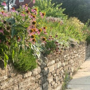 A Pollinator-Friendly School Garden in Philadelphia