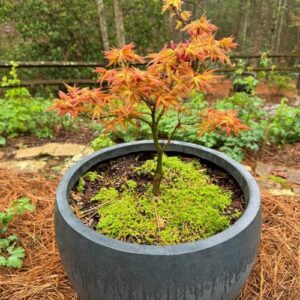 Spring Surprises in Bonnie’s Woodland Garden